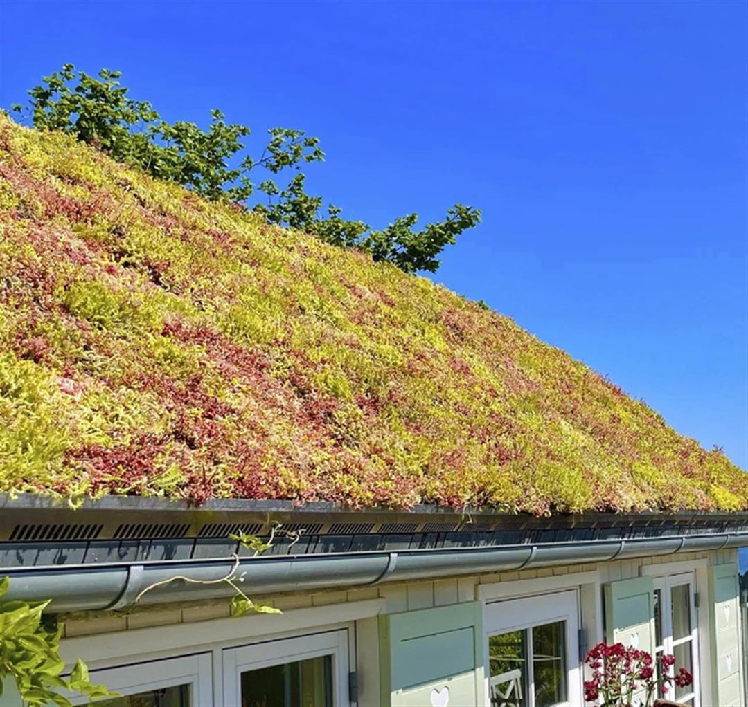 Skab en grøn oase med sedumtag