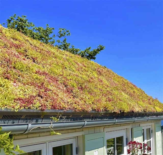 Skab en grøn oase med sedumtag