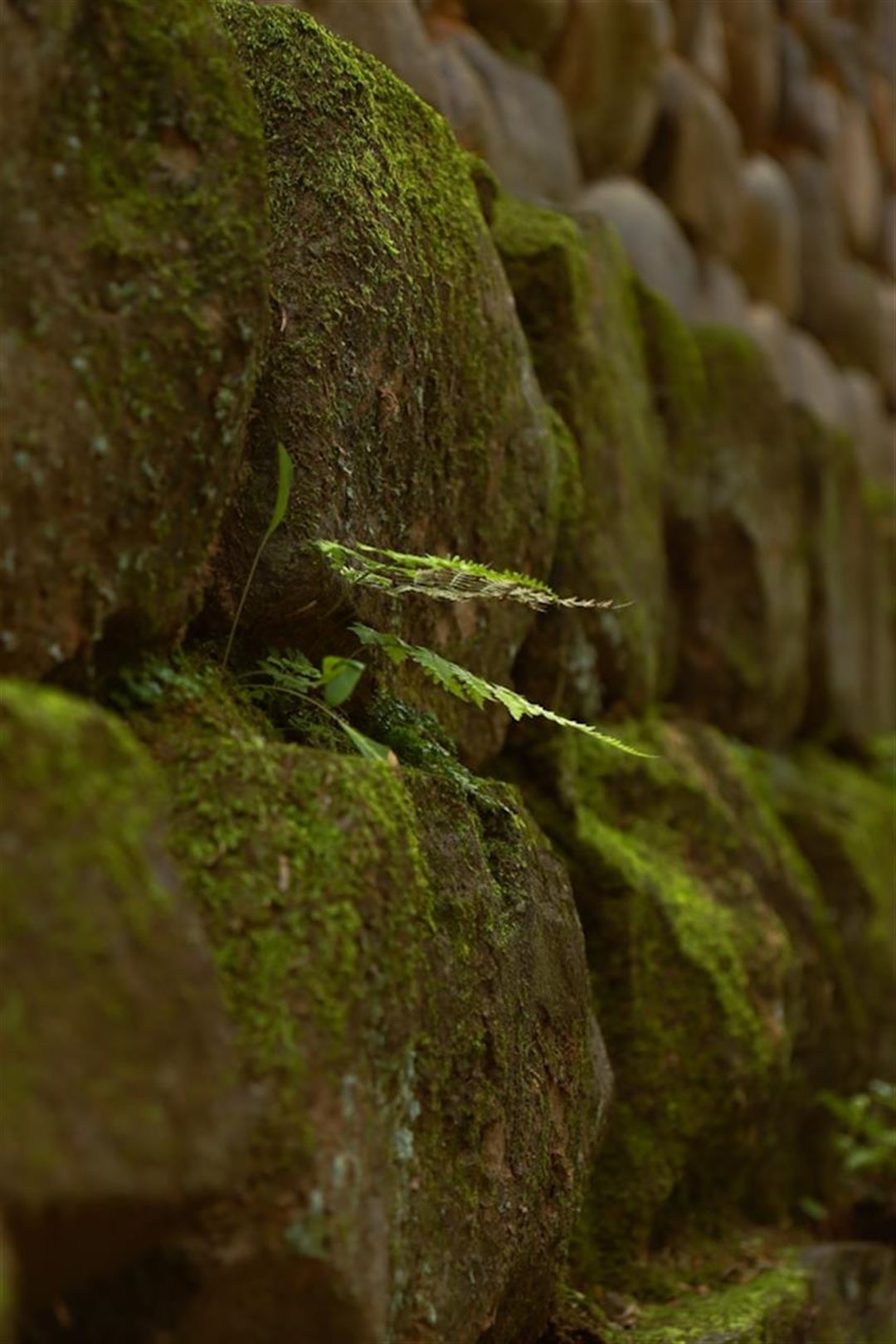 Opdag den grønne skønhed af mosvægge